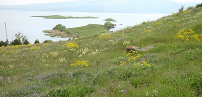 Akçakale Adaşehri 400 DSC04590