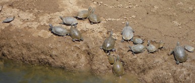 turtles